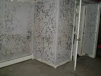 mold on wall