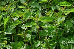 kratom