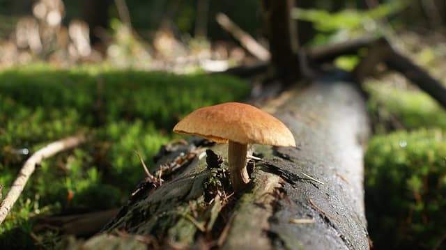 mushroom