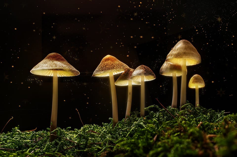 magic mushrooms